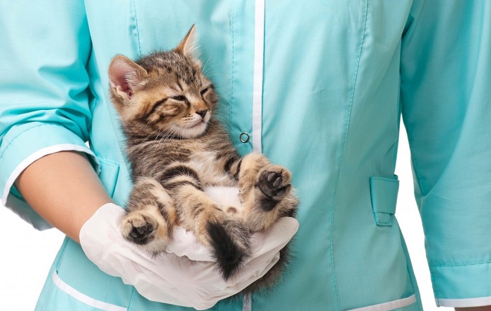 Пневмония у новорожденных котят лечение