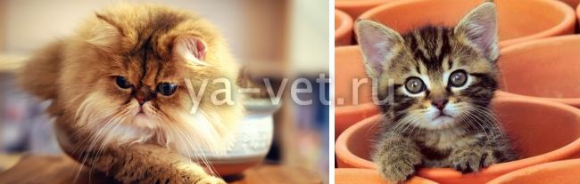 Какие болезни котят невозможно вылечить, а какие можно купировать и не допустить развитие, узнайте в статье болезни котят симптомы лечение