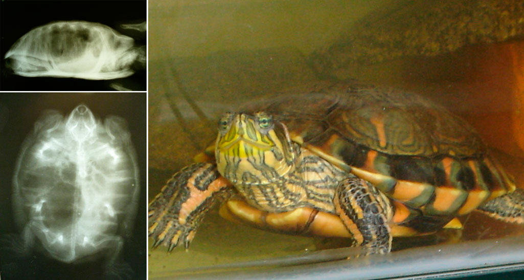 Пневмония у красноухой черепахи Чем и как лечить пневмонию у черепахи