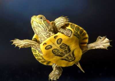 Красноухая черепаха заболела пневмонией, методы лечения Красноухая черепаха заболела пневмонией, методы лечения