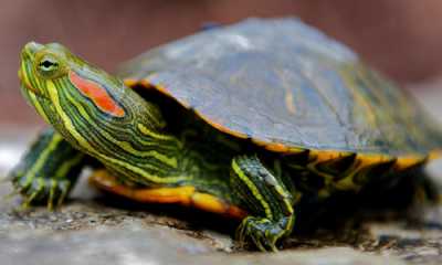 Красноухая черепаха заболела пневмонией, методы лечения Красноухая черепаха заболела пневмонией, методы лечения
