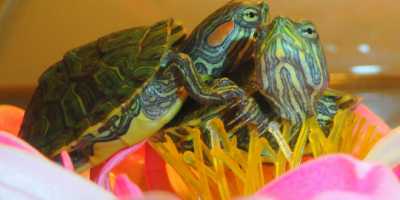 Лечение пневмонии у красноухой черепахи Лечение пневмонии у красноухой черепахи