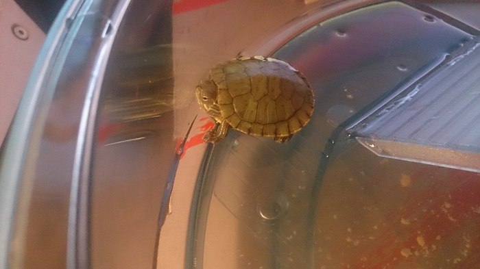 Íå äàðèòå ÷åðåïàøêó Êðàñíîóõàÿ ÷åðåïàõà, ×åðåïàõà, Äîìàøíèå æèâîòíûå, Äëèííîïîñò