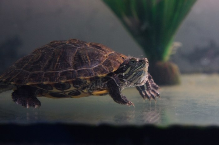 Íå äàðèòå ÷åðåïàøêó Êðàñíîóõàÿ ÷åðåïàõà, ×åðåïàõà, Äîìàøíèå æèâîòíûå, Äëèííîïîñò