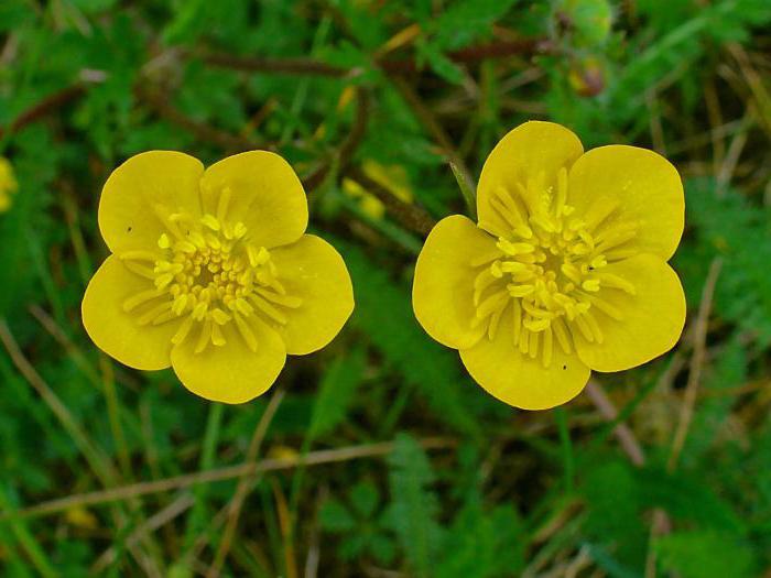 борщевик фото растения ожоги как лечить