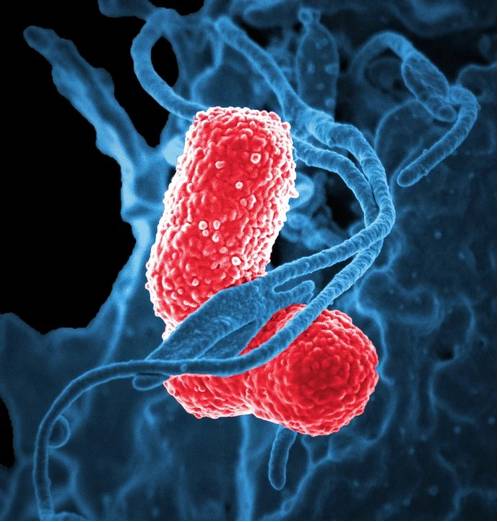 Оптимальная продолжительность терапии антибиотиками при пневмонии