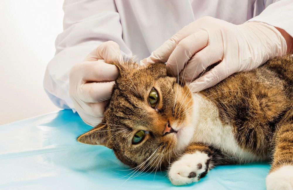 Периодический осмотр у ветеринара входит в комплекс профилактических мер Периодический осмотр у ветеринара входит в комплекс профилактических мер