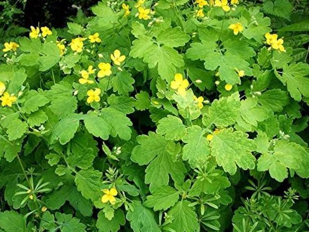 ожог от чистотела