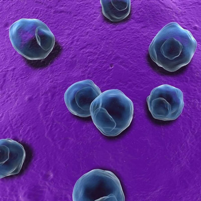 Обнаружены в крови хламидии пневмонии