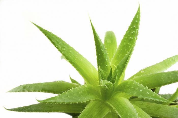 мед алоэ кагор