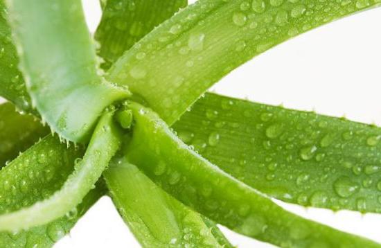 рецепт алоэ мед кагор