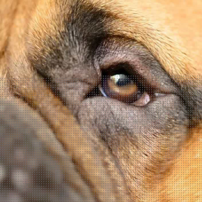 Как и чем лечить конъюнктивит у собаки: виды заболевания с фото и описанием Как и чем лечить конъюнктивит у собаки: виды заболевания с фото и описанием