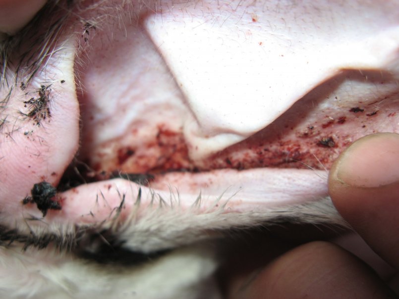 Паразитарный отит можно определить визуально Паразитарный отит можно определить визуально