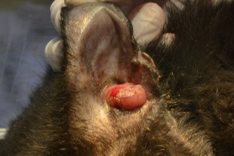 Опухоль способна провоцировать воспаление Опухоль способна провоцировать воспаление