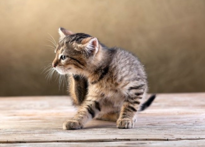 Аллергический отит у кошек симптомы