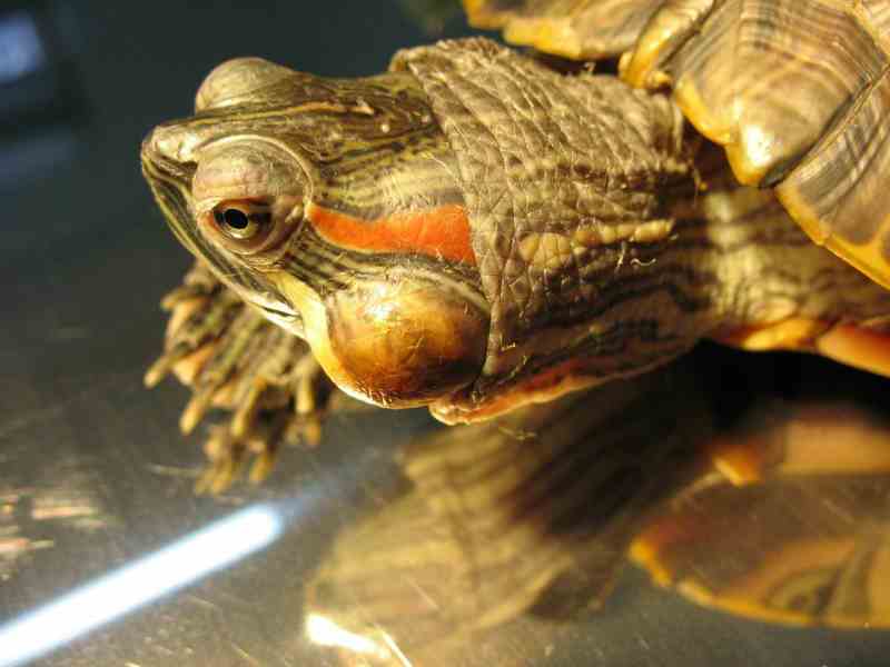 Что будет если не лечить отит у черепахи