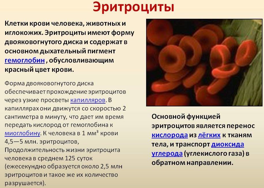 Эритроциты