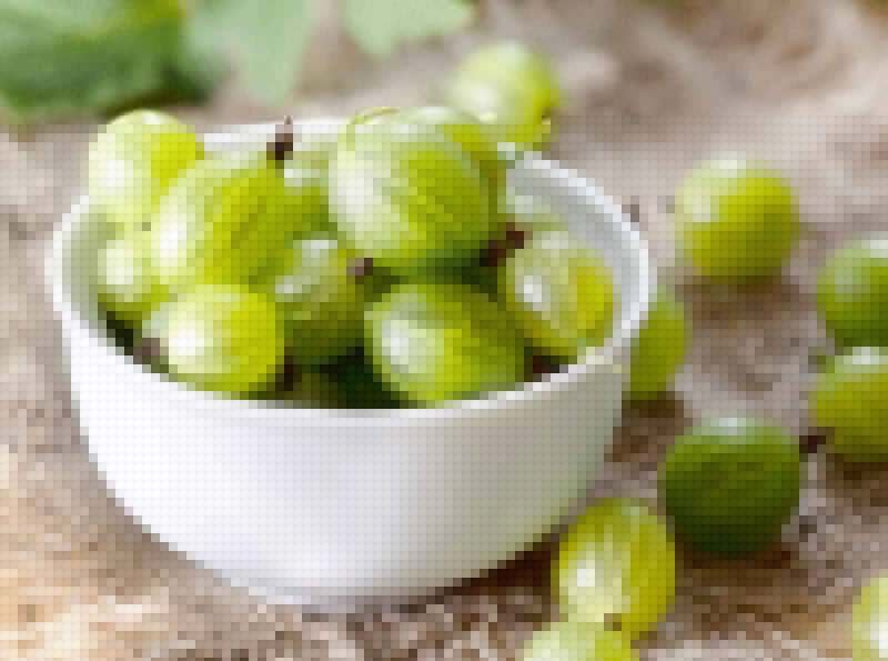 Употребление крыжовника при подагре Употребление крыжовника при подагре