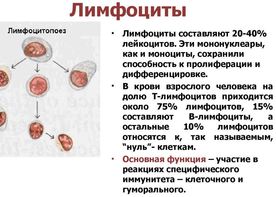 Лимфоциты