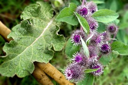 Лопух или репейник при подагре суставов Лопух или репейник при подагре суставов