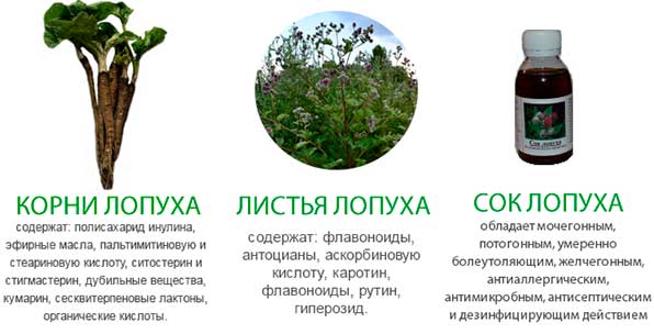 Полезный состав средств из лопуха Полезный состав средств из лопуха