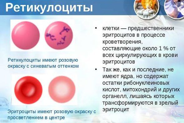 Ретикулоциты