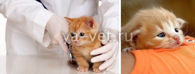 Каждое заболевание котят требует внимательного отношения и верного пути лечения. В статье рассматриваем основные болезни, симптомы, рекомендации лечения лечение котят