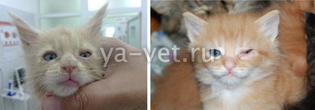 конъюнктивит у котят, что делать? болезни котят и их симптомы