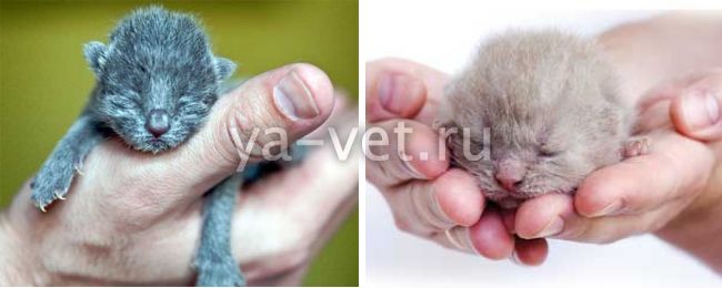 В статье рассматриваем болезни, которые могут подстерегать котенка болезни котят