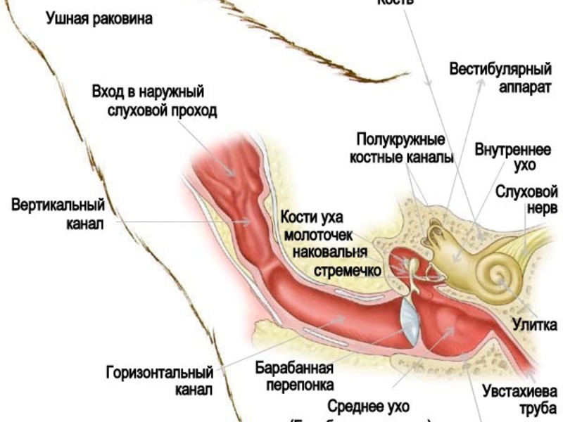 Причины отита у кошек Почему отит у кошки