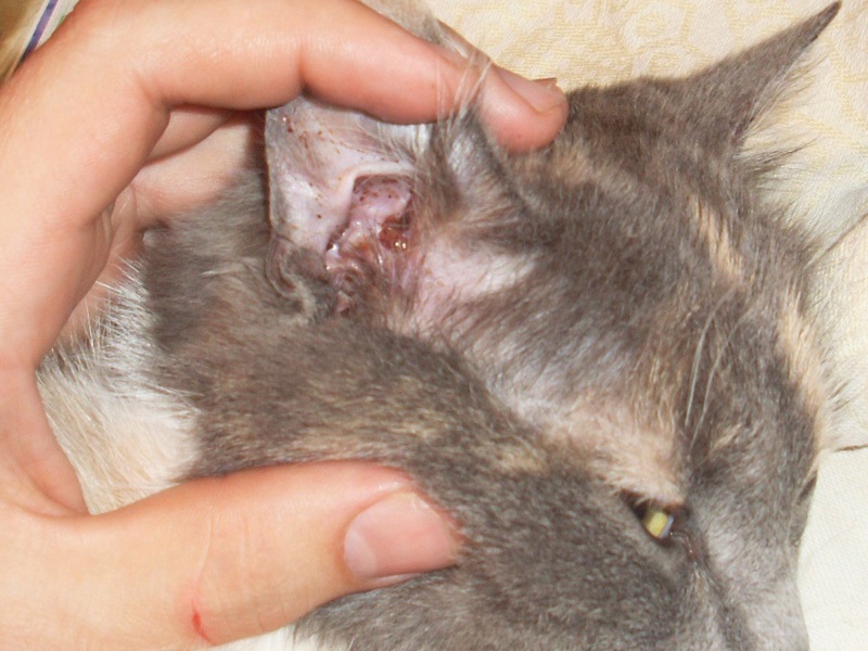 Как лечат отит у кошек Способы лечения отита у кошек