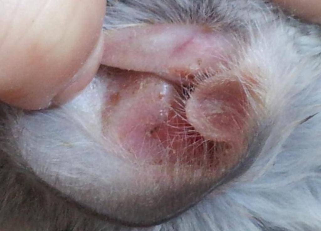 Гнойный средний отит у кошек