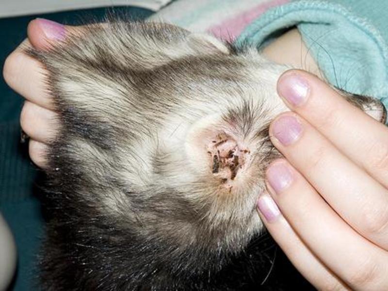 Как понять что у кошки отит Препараты от отита у кошек