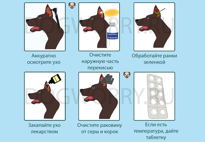 Лечение отита у собак