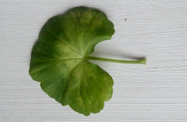 Лист герани при отите