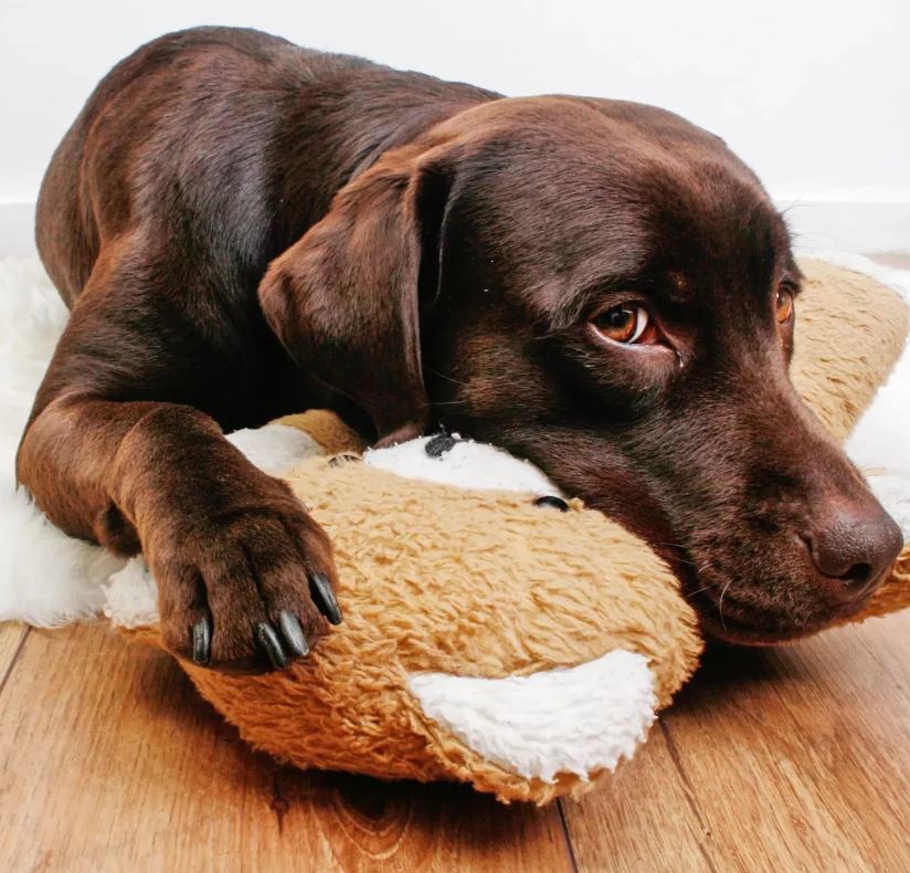 Отит у собак какой антибиотик Отит у собак какой антибиотик thumbnail