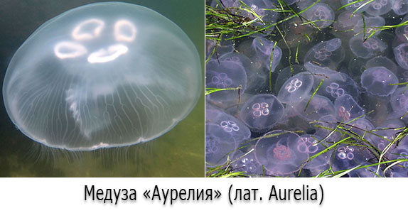 Медузы в Черном море - Аурелии (лат. Aurelia) Медузы в Черном море - Аурелии (лат. Aurelia)