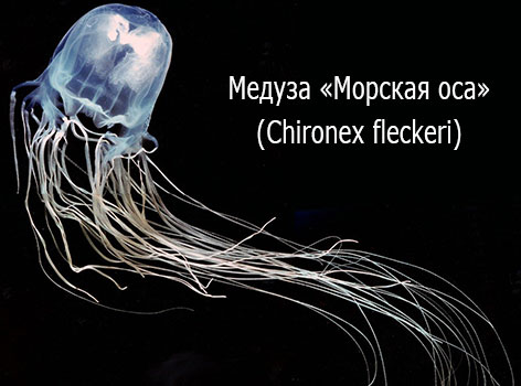 Ядовитые медузы - Морская оса (Chironex fleckeri) Ядовитые медузы - Морская оса (Chironex fleckeri)