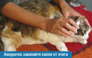 Лечение отита у кошки Как вылечить кошку от отита
