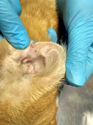 Профилактика отита у кошек Какие бывают вилы отита у кошек