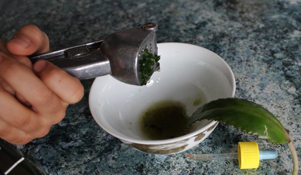 Подготовка компресса из каланхоэ Подготовка компресса из каланхоэ