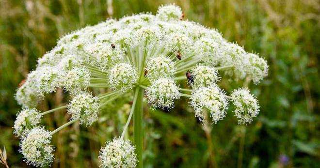 Ожоги от борщевика – последствия и правила первой помощи