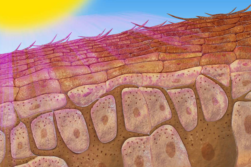 Синтез меланина при загаре