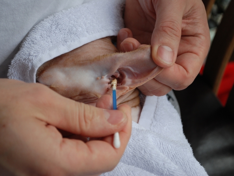 Как вылечить кошку от отита Причины возникновения отита у кошек