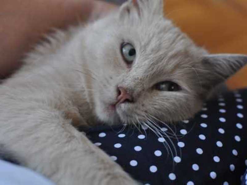 Симптомы отита у кошек Заболевание у кошек