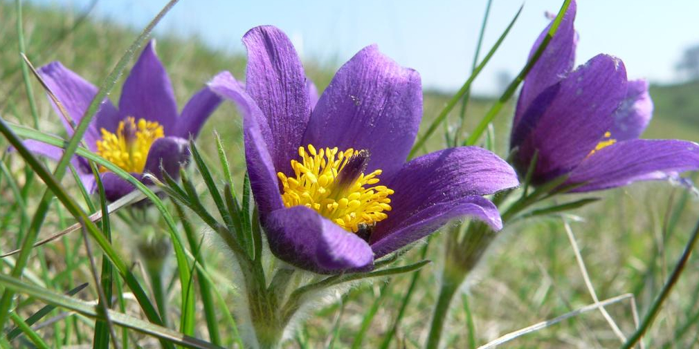 опасные растения