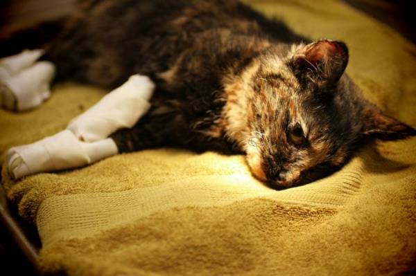 От ожогов кипятком для кошек