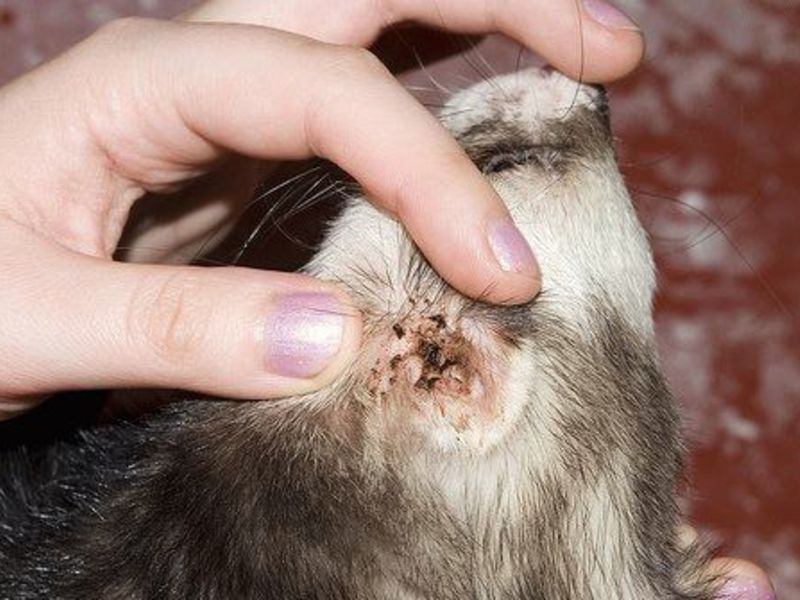 Осмотр у ветеринара Как капать капли в ухо кошки