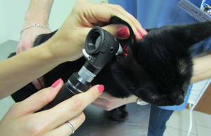 Симптомы отита у кошек Признаки отита у кошек