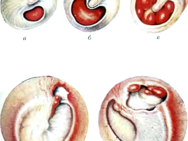 Внутренний отит Лечение отита у кошек